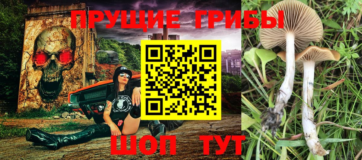 Псилоцибиновые грибы Psilocybine cubensis  Вход с VPN  Чита 
